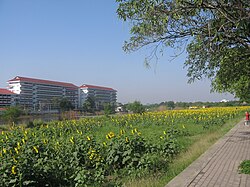 Sunflower field@Bangkok - panoramio